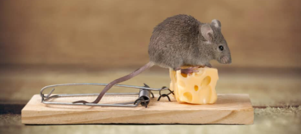 شركه مكافحه فئران بحرض