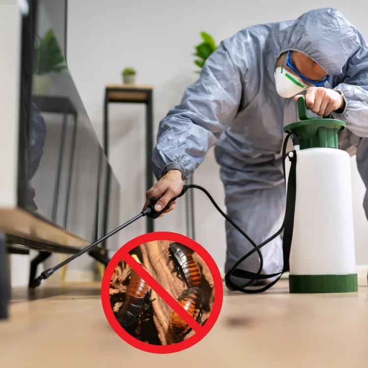 شركه مكافحه صراصير بحرض