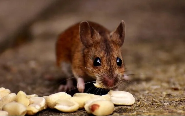 شركه مكافحه فئران بحرض